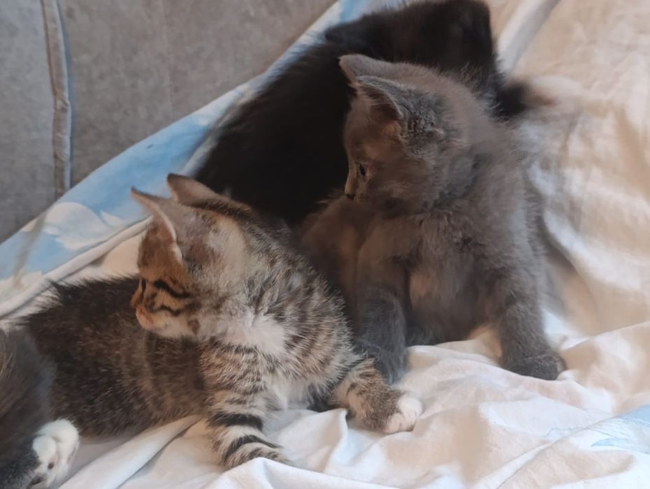 Відам кошенят в добрі руки