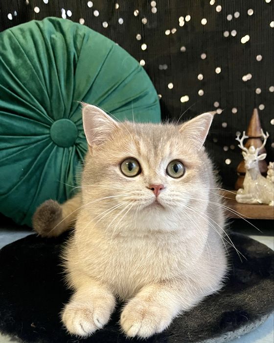 Шотландські котики