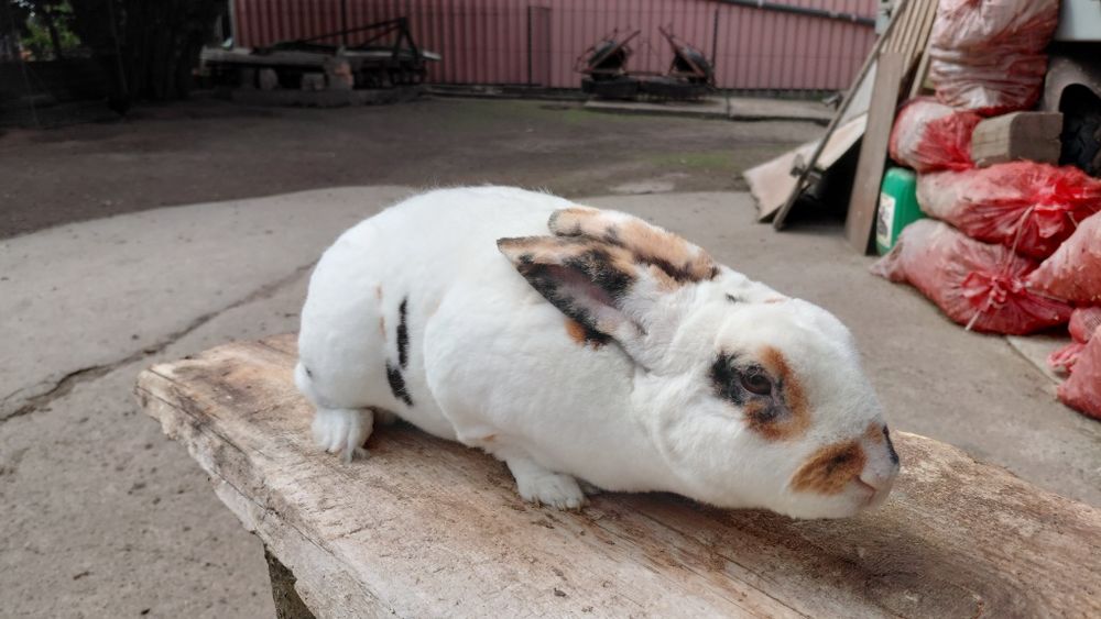 Królik Rex Trójbarwny samiec