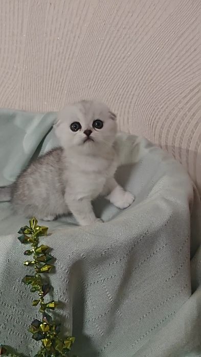 Дуже красивий висловухий хлопчик срібляста шиншила