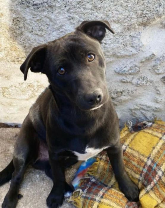 Cão pequeno adoção