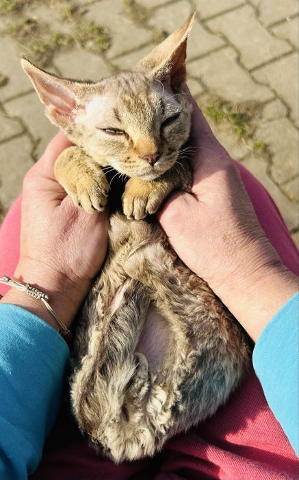 Slodki kocurek Devon Rex