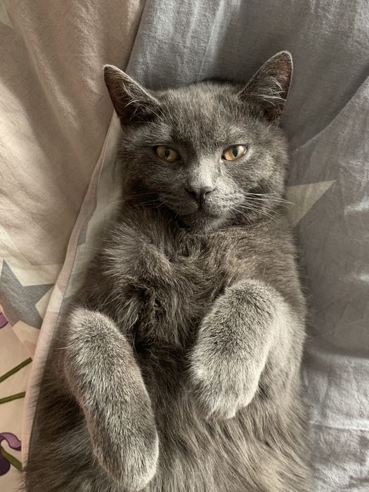 Віддамо у добрі руки котика