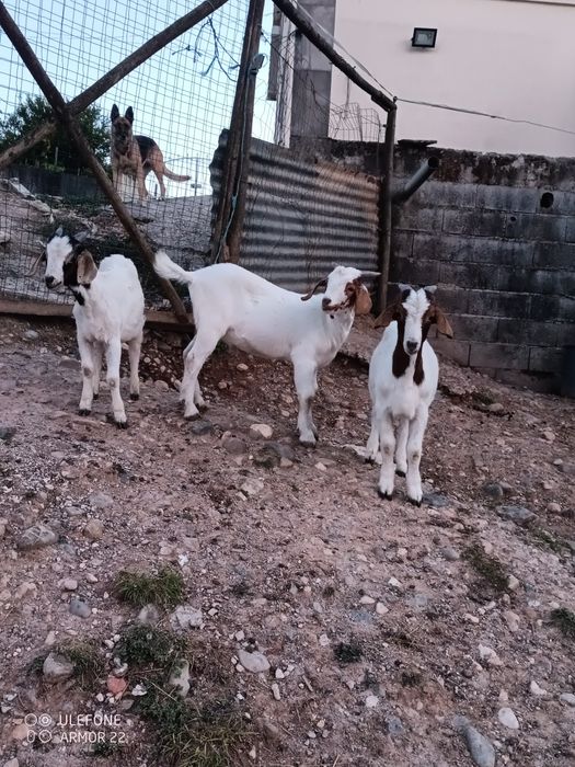 Cabritos raça boer