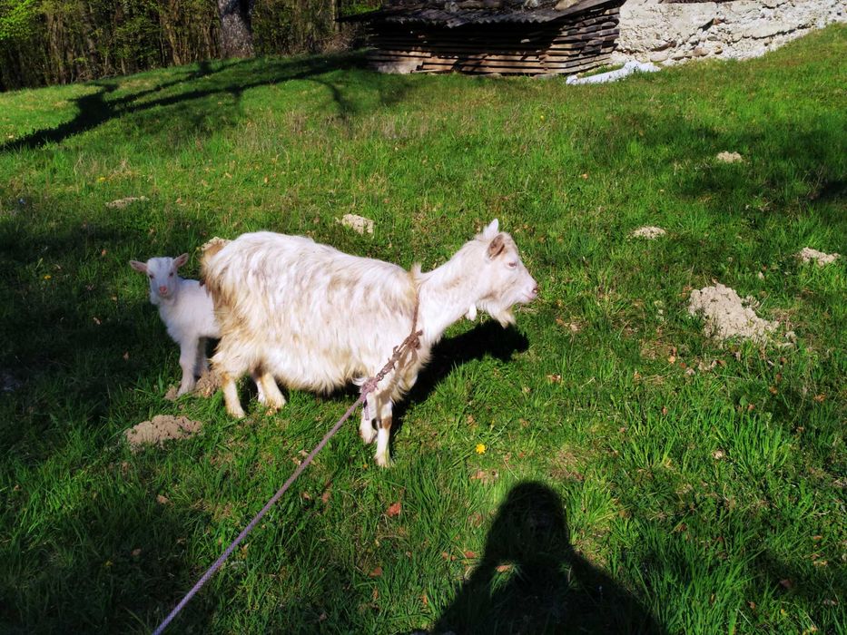 молода коза,дає 3 літри молока.