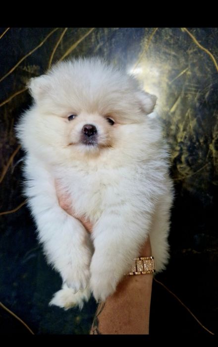 Szpic miniaturowy Pomeranian Boo 2xszczepienia legowisko I