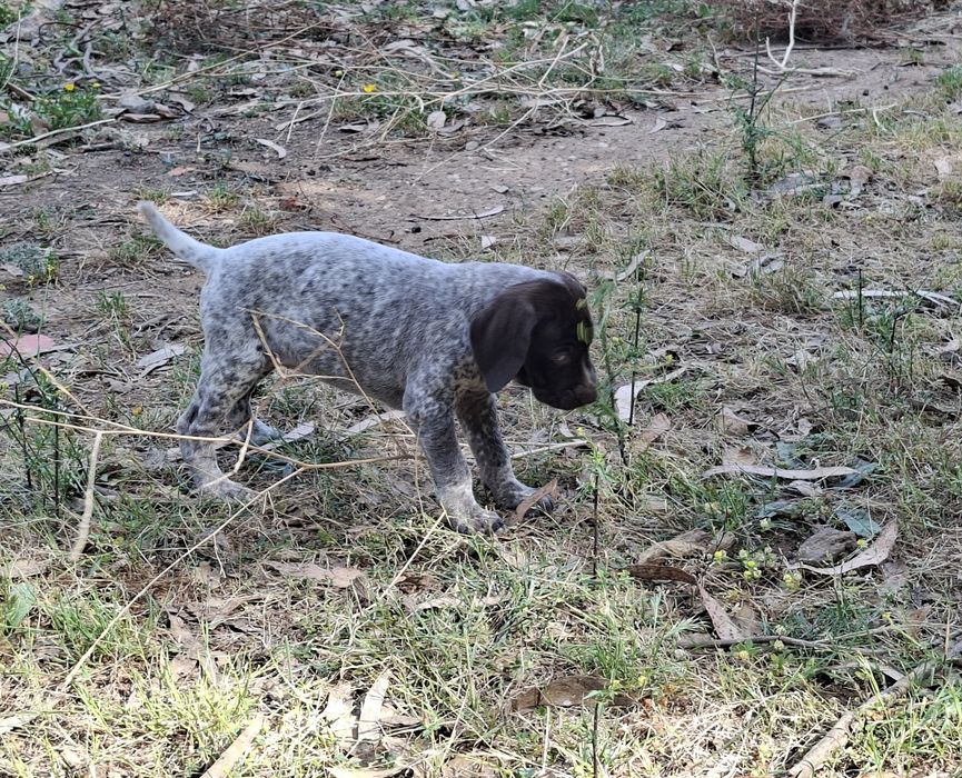 Braco alemão de pelo curto