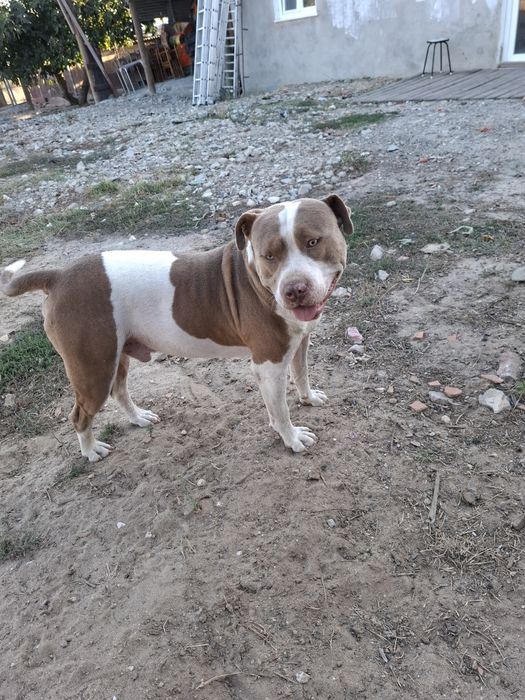 Cães bebés para adopção