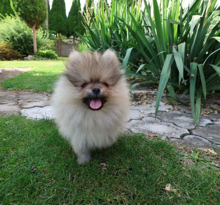 Szpic miniaturowy pomeranian z rodowodem