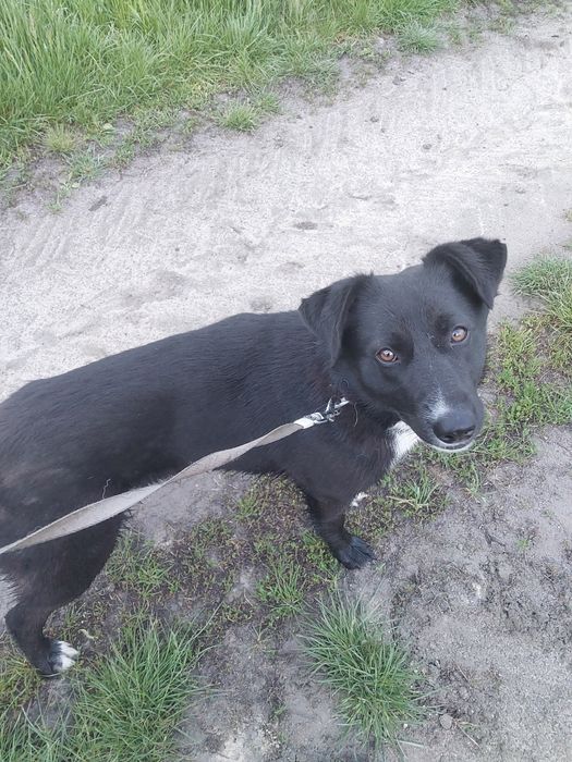 Oddam za darmo młodego psa ze schroniska.