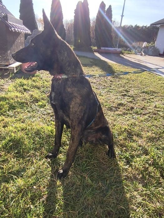 Ares szuka domu na zawsze