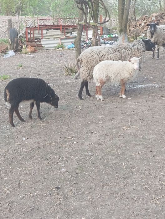 Продам романівські вівці