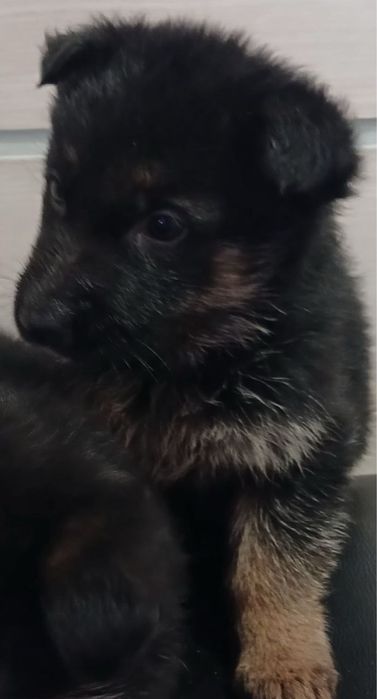 Цуценята немецької вівчарки