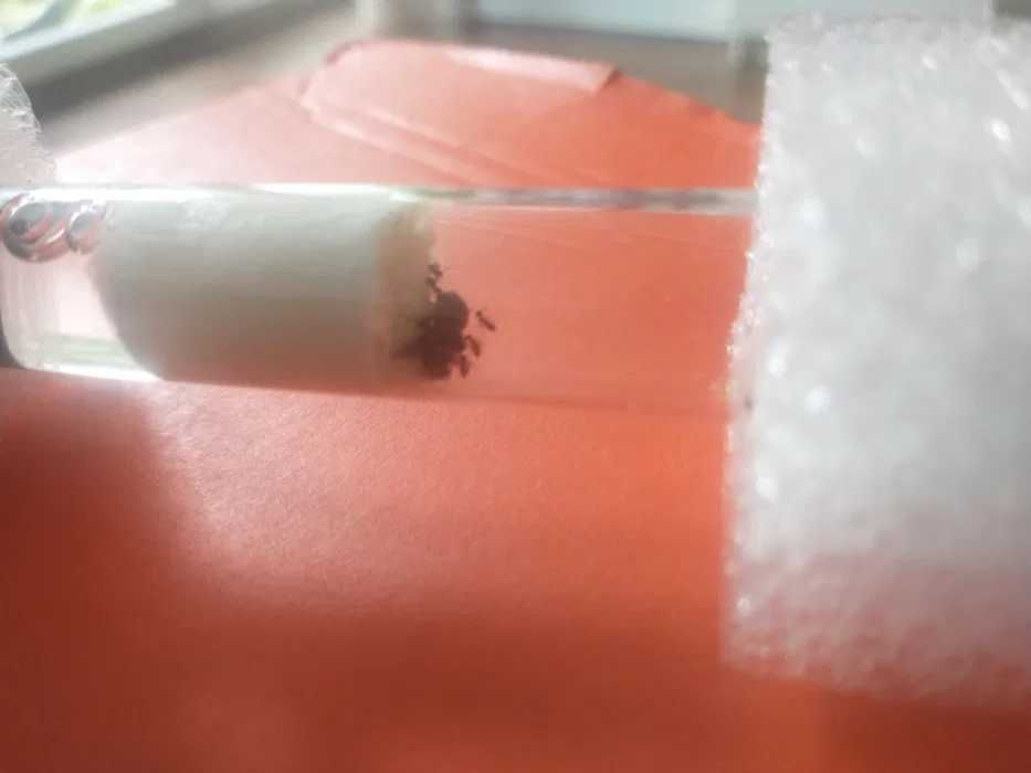 Mrówki dla początkujących | Lasius Niger| Mrówka Pospolita | Q + 10/15