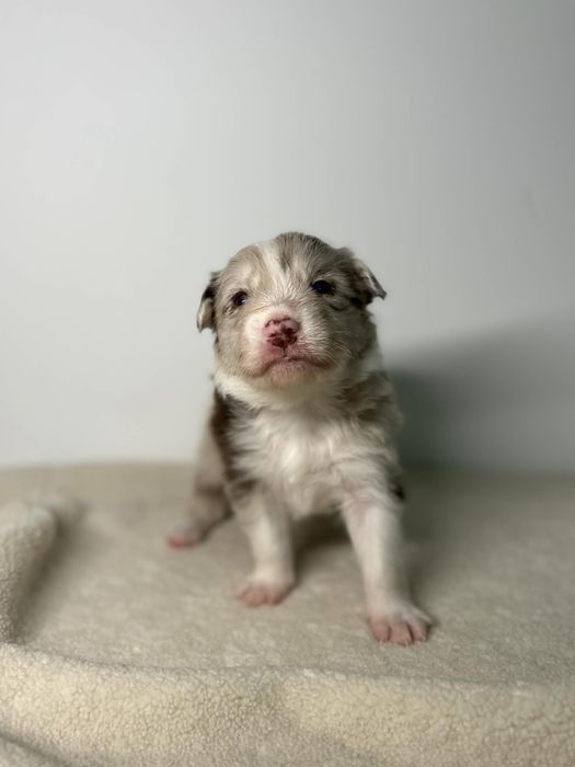 Szczeniak border collie samiec