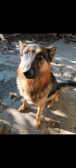 Кабель німецької вівчарки. В'язка.