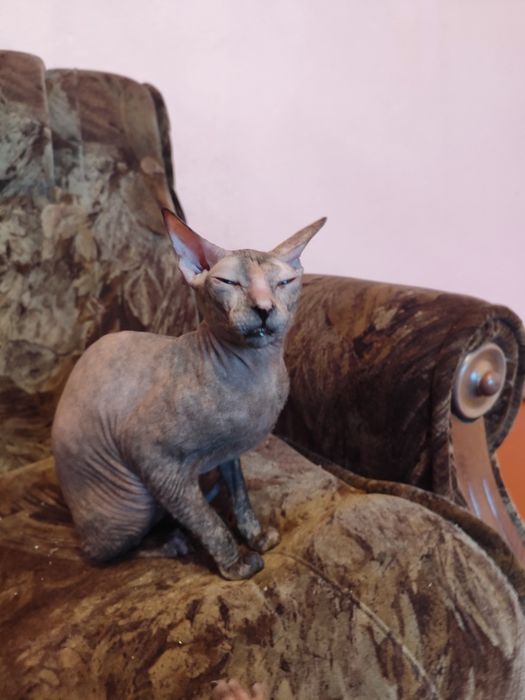 Sfinks doński gumeczki