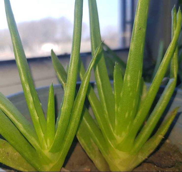 Aloes/ sadzonki (aloe vera)