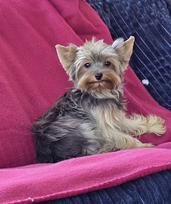 Piesek roczny Yorkshire terrier