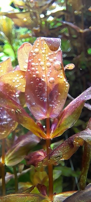 Rotala Macranda red roślina akwariowe