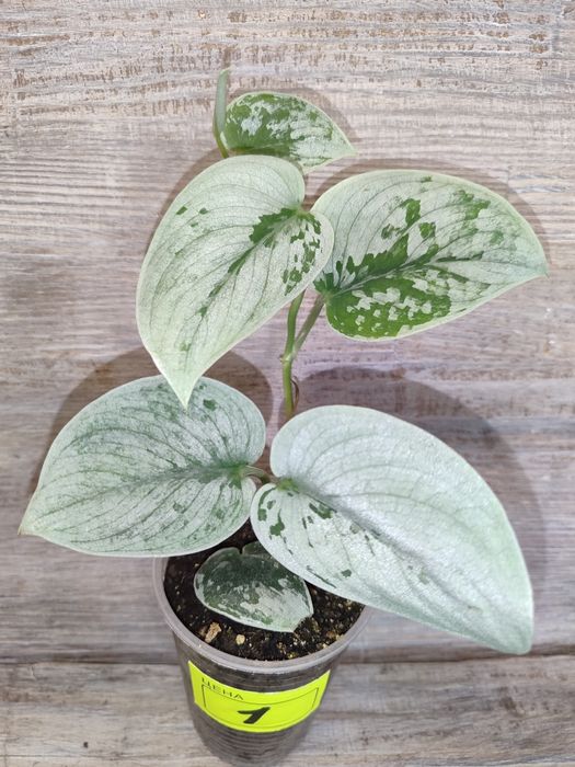 Продам Епіпремнум, сциндапсус, Пінатум -різних сортів