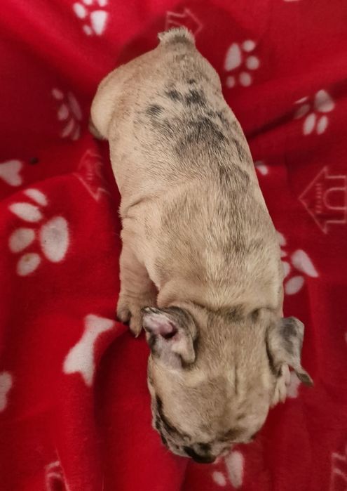 Menino bulldog merle