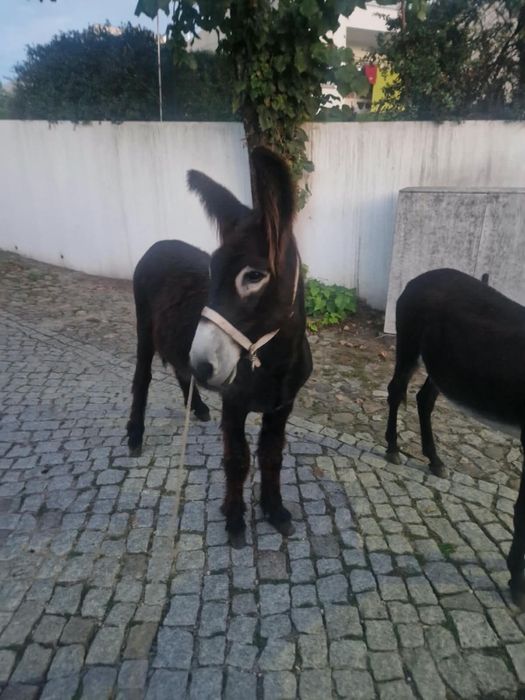 Vendo burro e burra