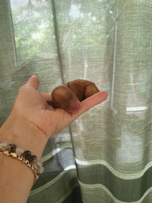 Щенки Той пудель  китай .тикап