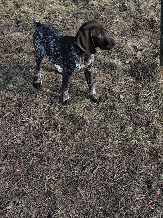Wyżeł Niemiecki Krótkowłosy Suczka