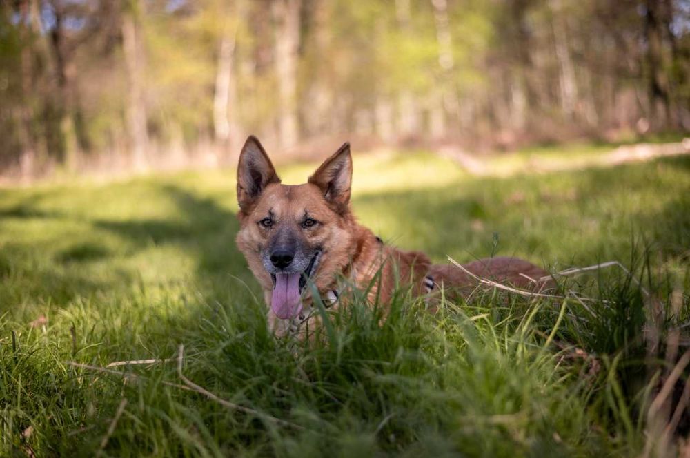 Irys - pilnie potrzebuje dobrego człowieka ADOPCJA