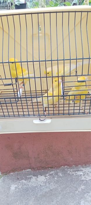 Canários Machos e fêmeas