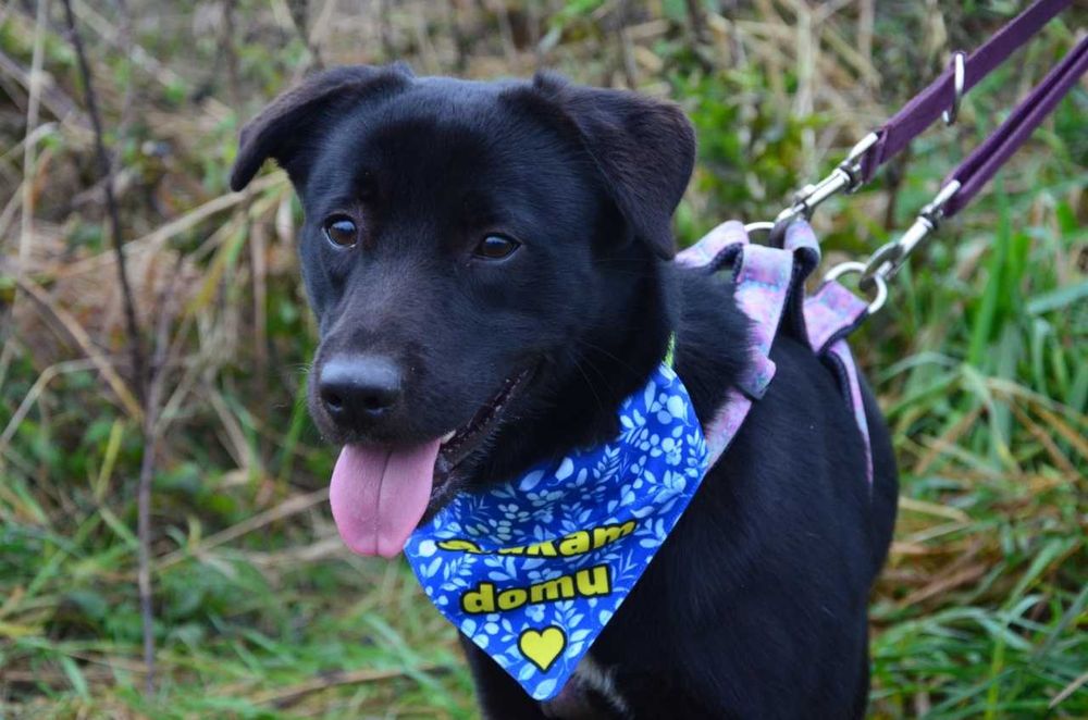 Nero - radosny psi brunecik szuka nowej rodziny! :)