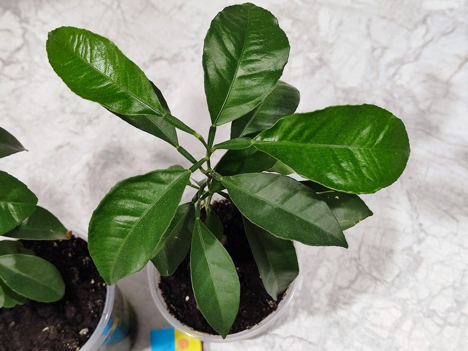 Мандаринове дерево кімнатна рослина фрукти цитрусові розсада