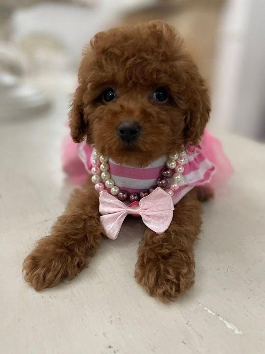 Дівчинка. Той пудель .