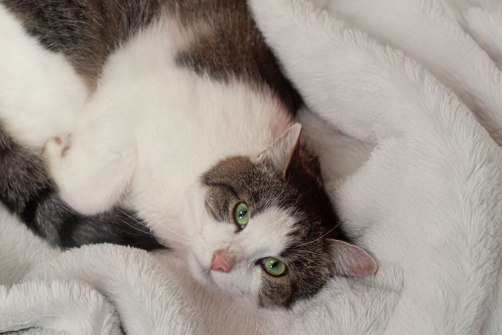 Berek - kotek felv szuka domu