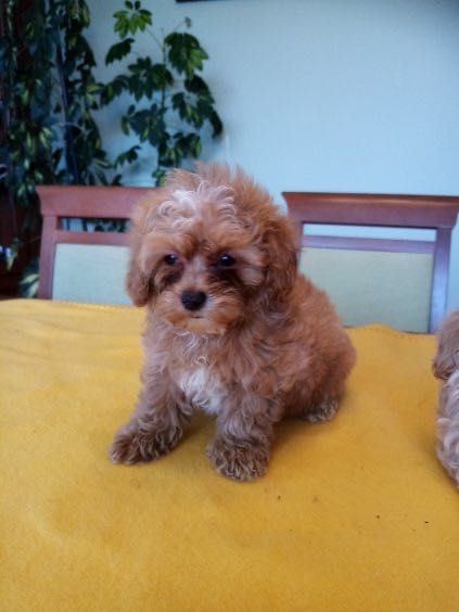 Maltipoo F1B- szczenię