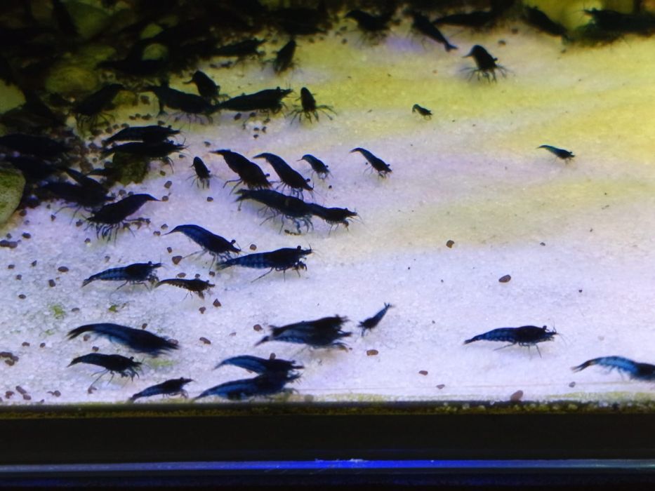 Krewetki / Krewetka Blue Velvet - Wysyłam