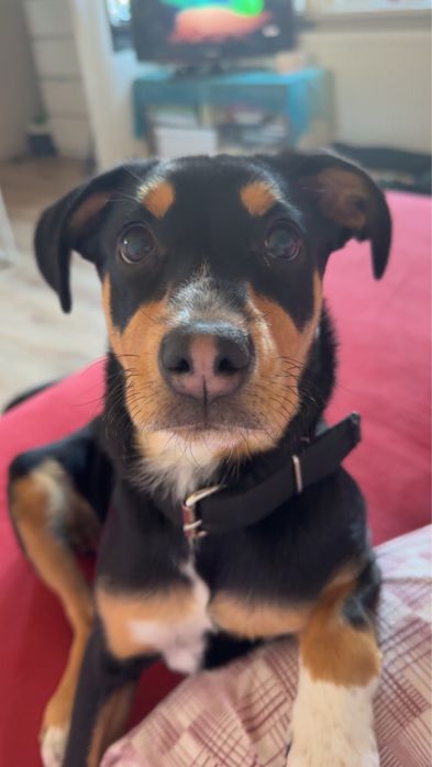 suczka do adopcji