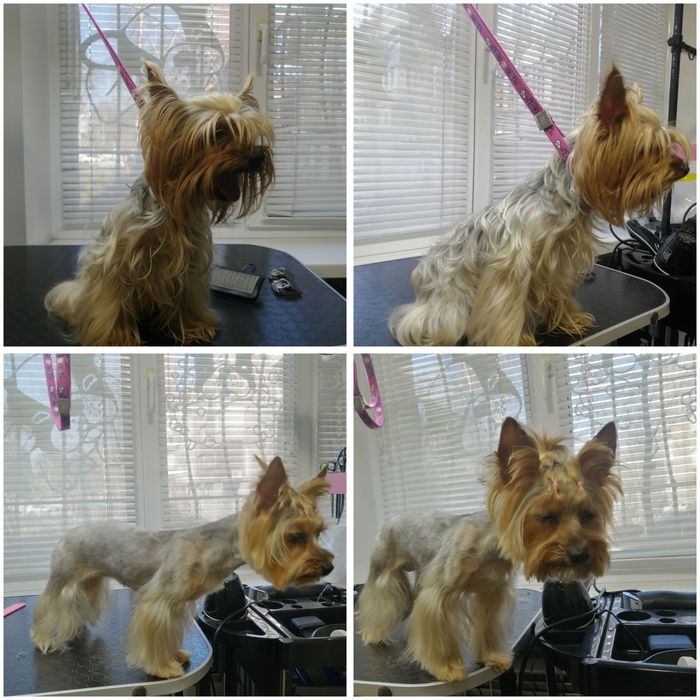 Грумер початківець шукаю моделей для стрижки