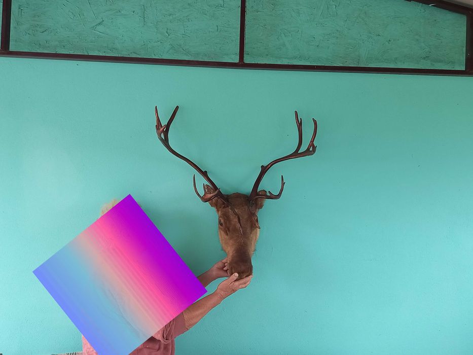 Продам шикарну голову оленя