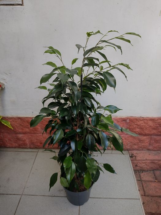 Фикус Бенджамин белый и зеленый