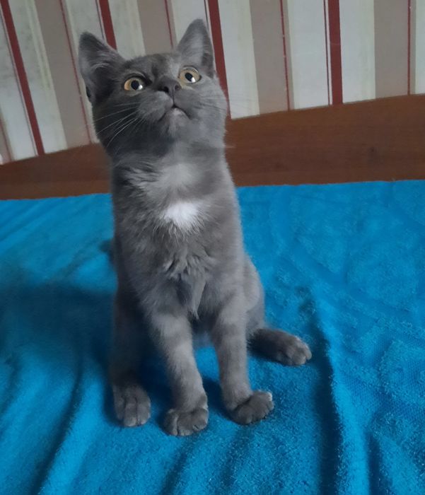 Продам британського котика