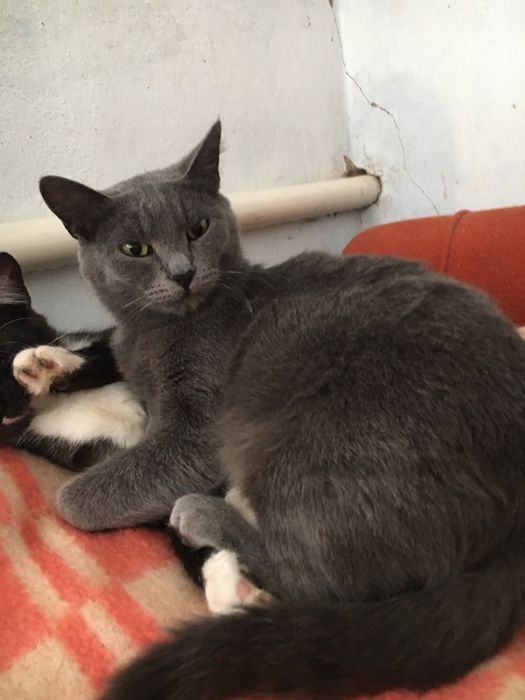 Безкоштовно киця шотландка