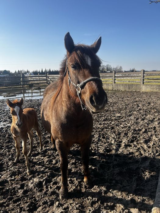Sprzedaż koni huculskich
