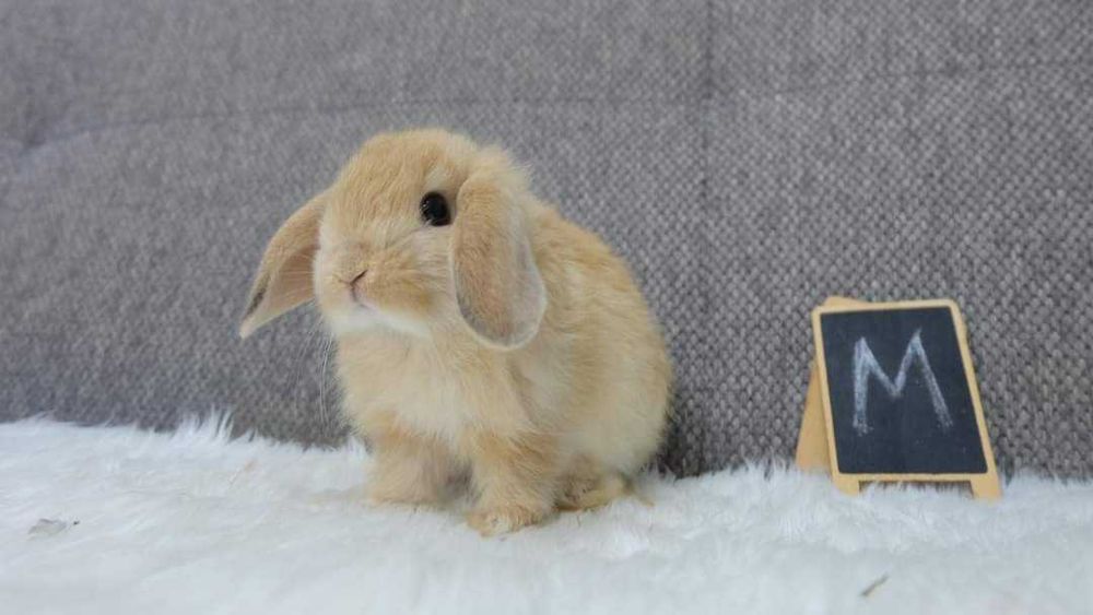 Coelhos anões mini (Bebés)+Gaiola Nova +alimentação adequada