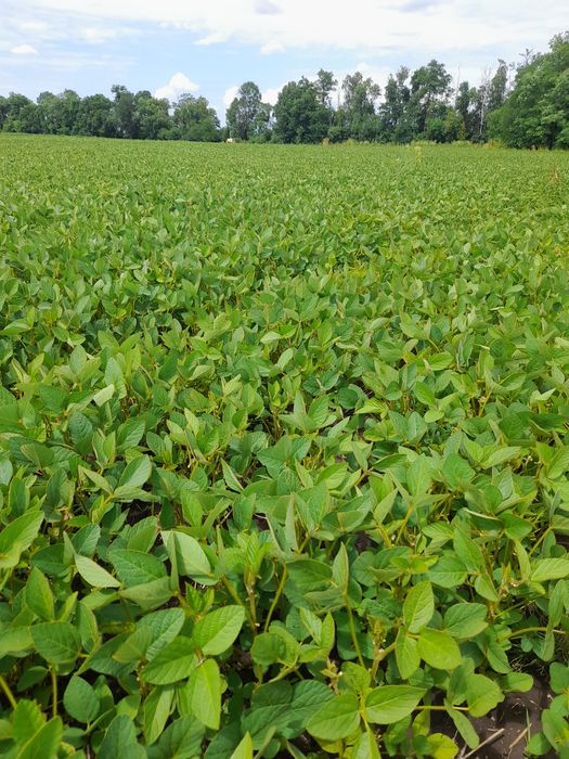 Продам Сою насіння соя