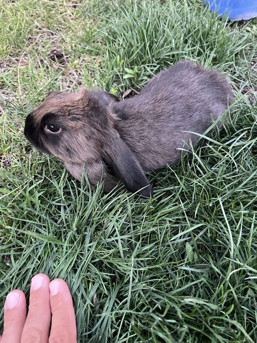 Vendo bebé coelho raça mini loop (Orelhudo) e mini Lion