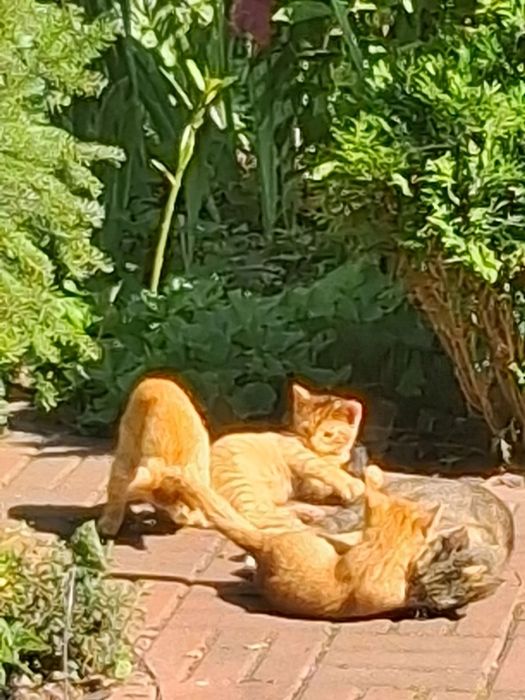 Кошеня, котеня, руде кошеня, чорне кошеня
