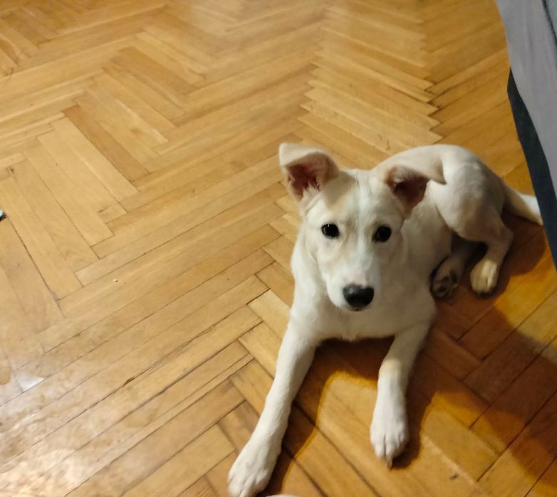 Oddam pieska w dobre ręce