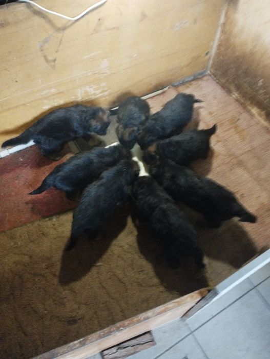 продам цуценят немецкой довгошерстний вівчарки